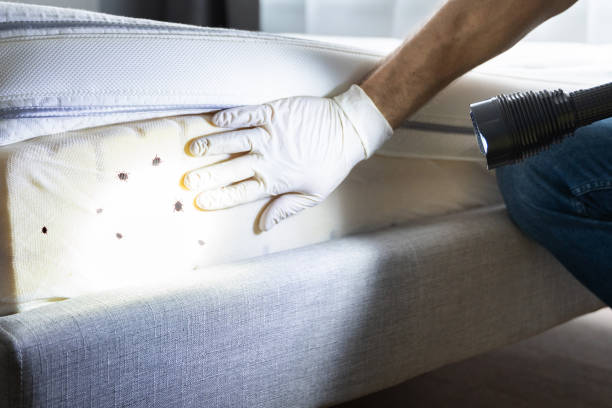 Best Emergency Pest Control  in Clear Lake Shores, TX